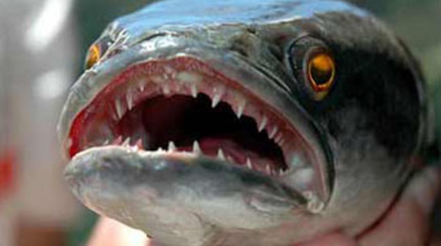 "Yılanbaş" dehşeti!