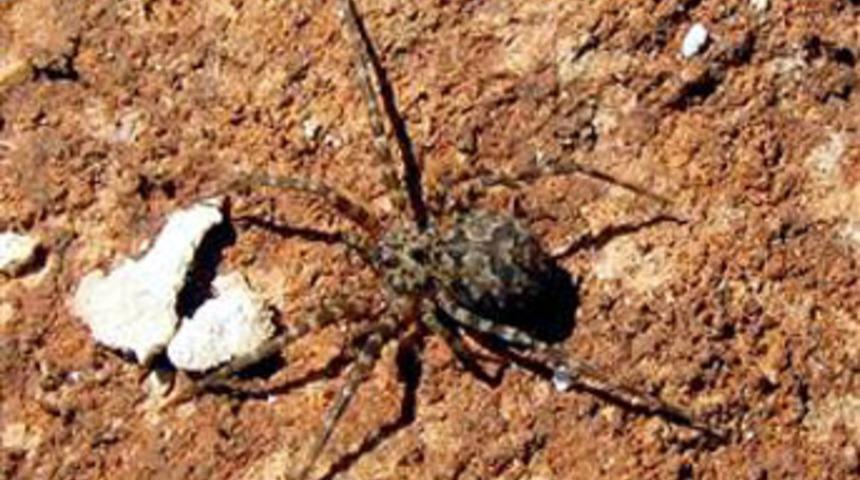 &Ouml;r&uuml;mceği alev makinesiyle &ouml;ld&uuml;rmek isteyince