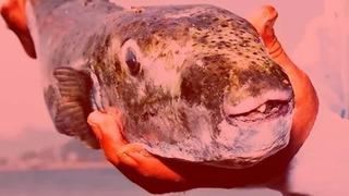 'Balık kalmayacak! Ne hamsi, ne istavrit...' Şimdi de Marmara'nın kabusu oldu! Tenekeyi bile ısırıp koparıyor, gördüğü her canlıyı yiyip tüketiyor