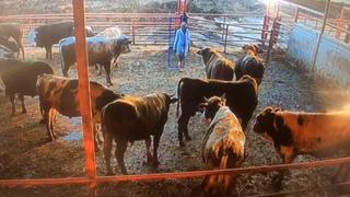 Kızgın boğa, besiciye kabusu yaşattı! Dehşet anları kamerada