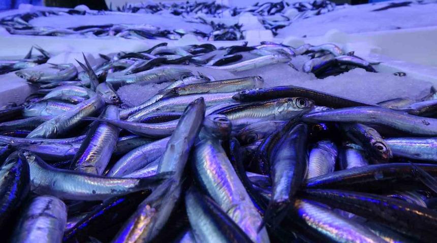 2 g&uuml;nl&uuml;k av yasağı hamsiye yaradı, irileşen hamsi tezg&acirc;hlarda tekrar yerini aldı