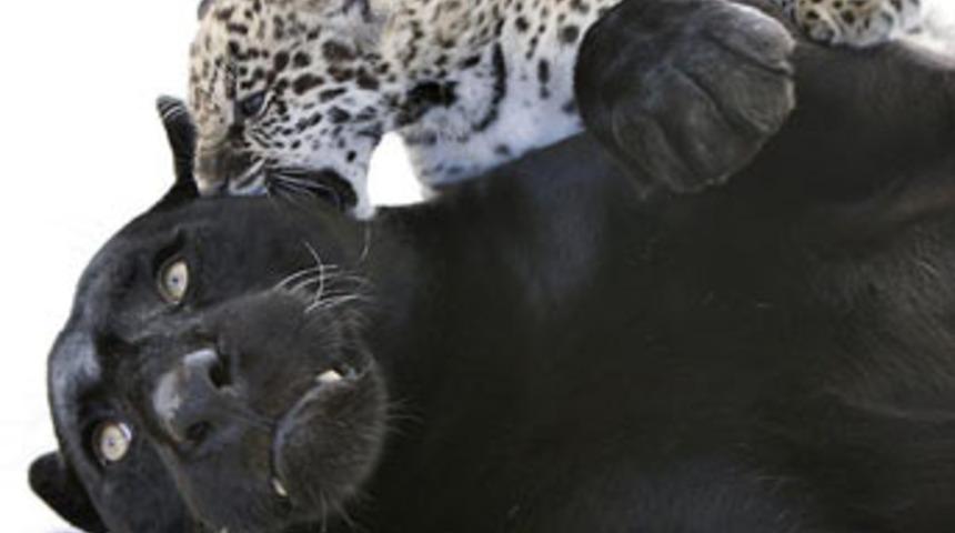 Anne benim neden beneklerim var?