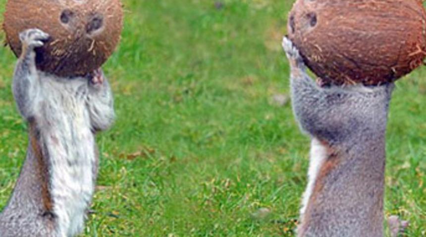 Hindistan cevizi b&ouml;yle yenir arkadaş!