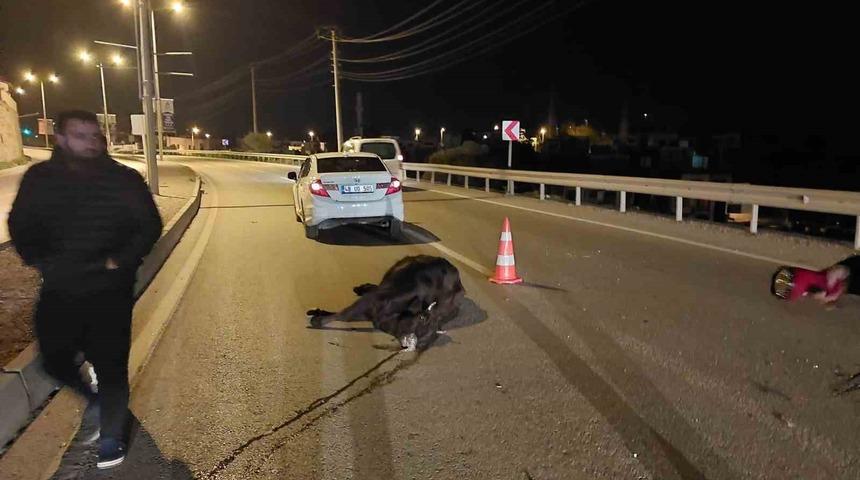 Otomobilin &ccedil;arptığı inek telef oldu