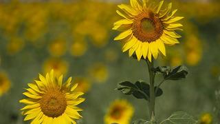 Ayçiçeğinde gümrük vergisi düşürüldü!