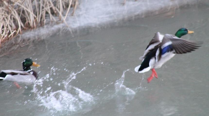Sibirya’dan göç eden yeşilbaşlı ördekler Bayburt’u sevdi