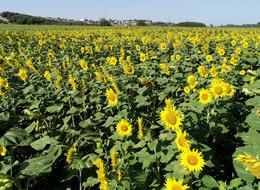 Ham ayçiçeği yağı ve tohumu için vergi kararı