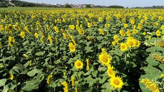 Ham ayçiçeği yağı ve tohumu için vergi kararı