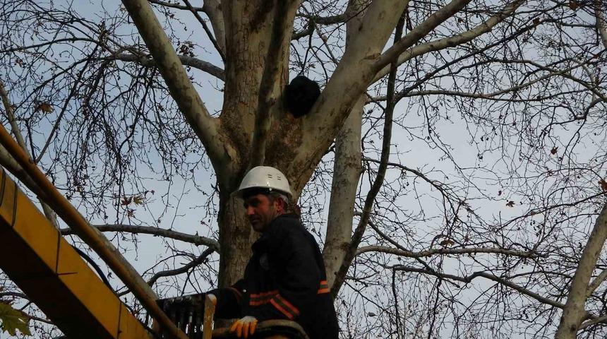 Ağaçta 3 gündür mahsur kalan kediyi belediye ekipleri kurtardı