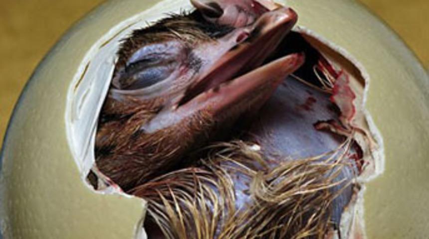 Hayvanların doğum anları b&uuml;y&uuml;l&uuml;yor