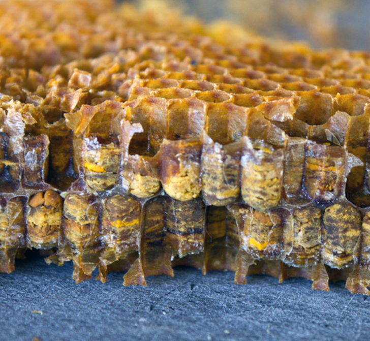 Uzmanlardan bağışıklık sistemi için arı ekmeği tavsiyesi! Yalnızca arılar tarafından doğal olarak üretiliyor G1