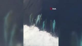 Yer: İzmir! Kuru yük gemisine eşlik eden yunuslar böyle görüntülendi