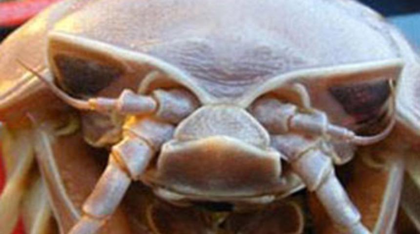 Petrol iş&ccedil;ilerinin kabusu oldu