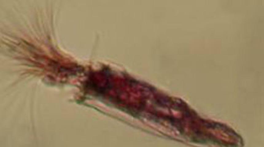 Oksijensiz yaşıyor!