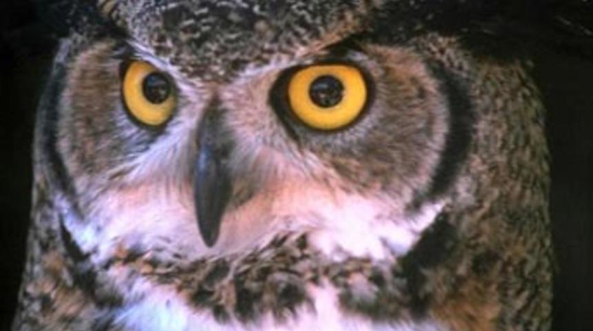 Otomobiline baykuş girdi hayatı karardı