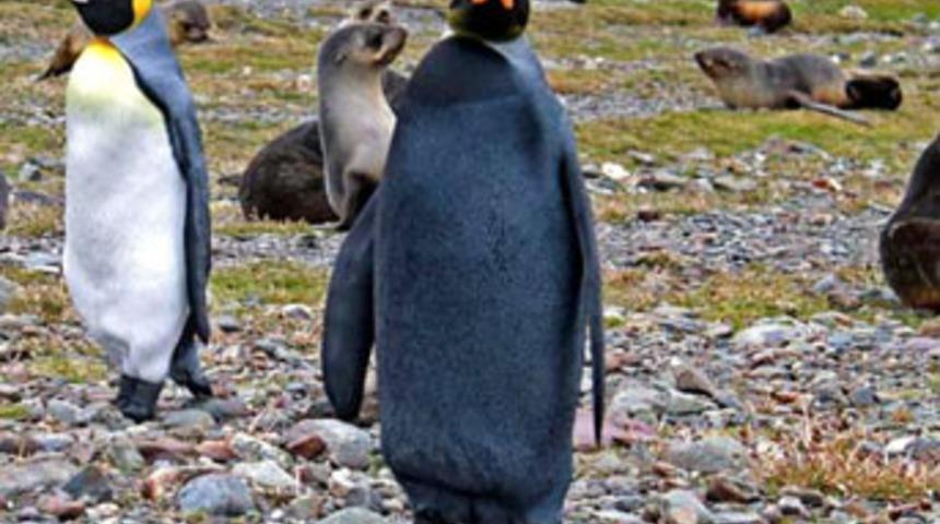 &Ccedil;irkin penguen hikayesi