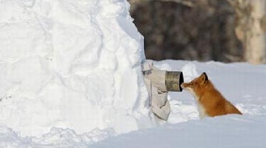 Vahşi yaşamdan kareler