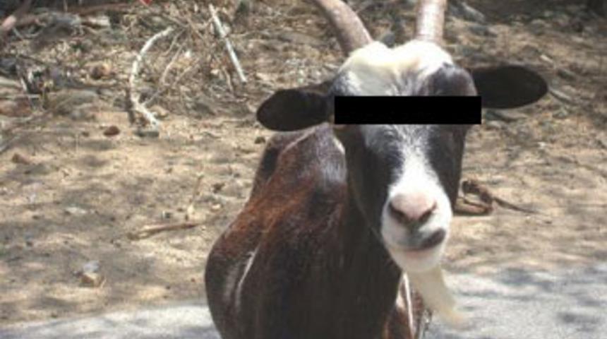 Tecav&uuml;ze uğrayan ke&ccedil;iye başlık parası