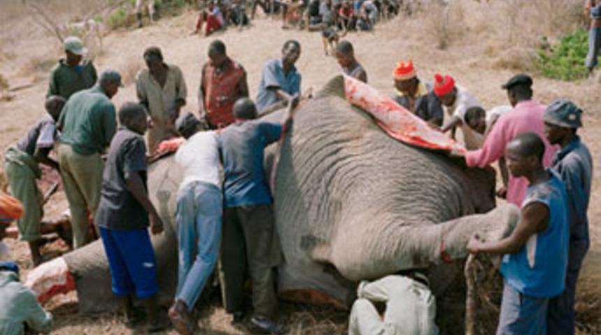 Vahşet ve a&ccedil;lığın fotoğrafları