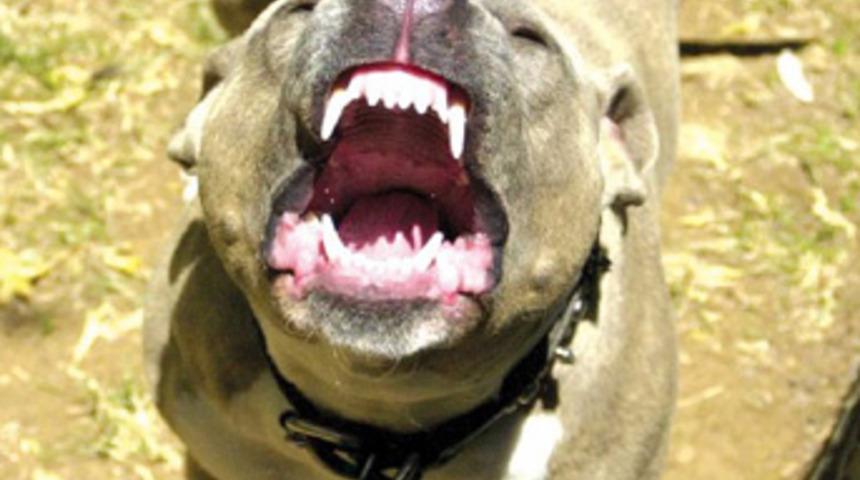 Pitbull'la senet tahsili!