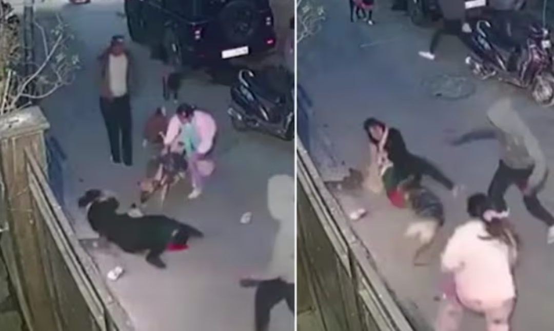 İki yaşındaki &ccedil;ocuğunu pitbull saldırısından b&ouml;yle korudu! Resmen k&ouml;peğin ağzından &ccedil;ocuğunu aldı... Korku dolu anlar kamerada 