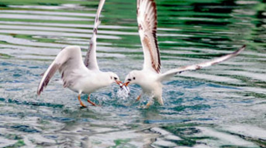 Martıların renkli d&uuml;nyası