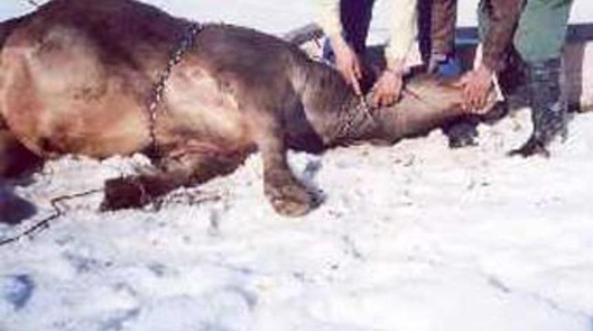 &Ccedil;alıntı hayvana işkence