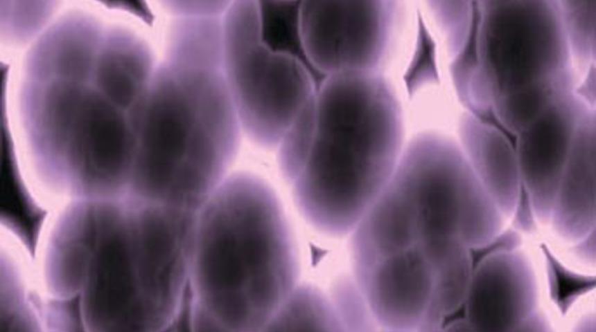 "İns&uuml;lin &uuml;reten h&uuml;cre" geliştirildi