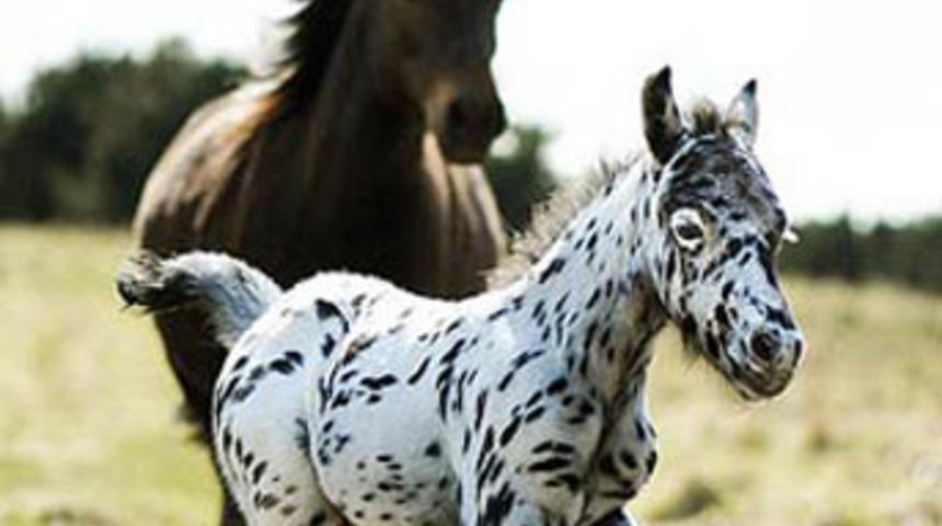 Ne Dalma&ccedil;yalı, ne de zebra!