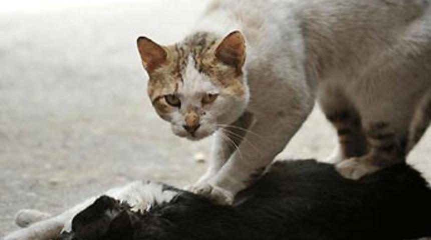 Sokak kedisinin dramı