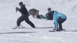 Antalya'da şoke eden görüntü! Bir kayak merkezinde vatandaşlara bayır domuzu saldırdı