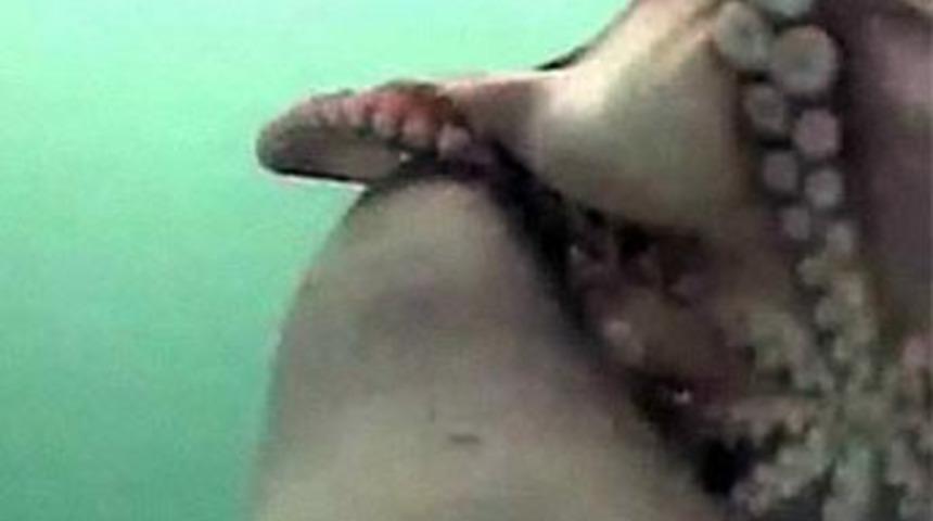 Ahtapot, denizaslanına b&ouml;yle yem oldu!