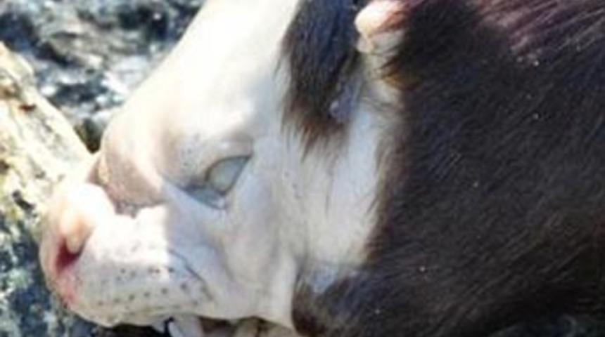 Montauk Canavarı korku yarattı...