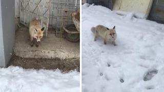 'Yeni kiracım' dediği tilki ile dakikalarca sohbet etti, sözleri gülümsetti