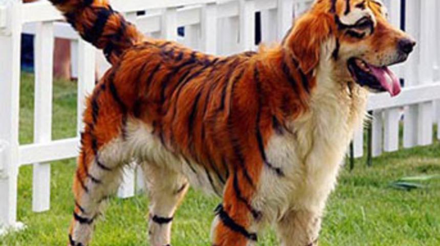 &Ccedil;inliler hayvanların da sahtesini yaptı!