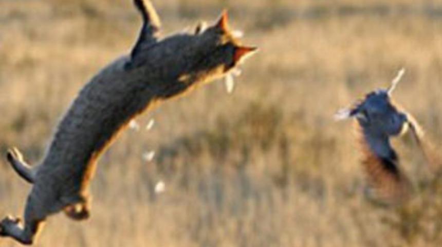 Ağzıyla kuş tuttu