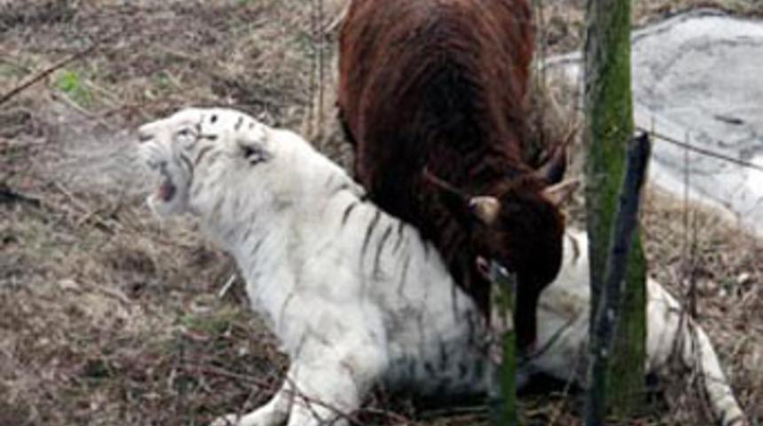 Kaplan fena madara oldu