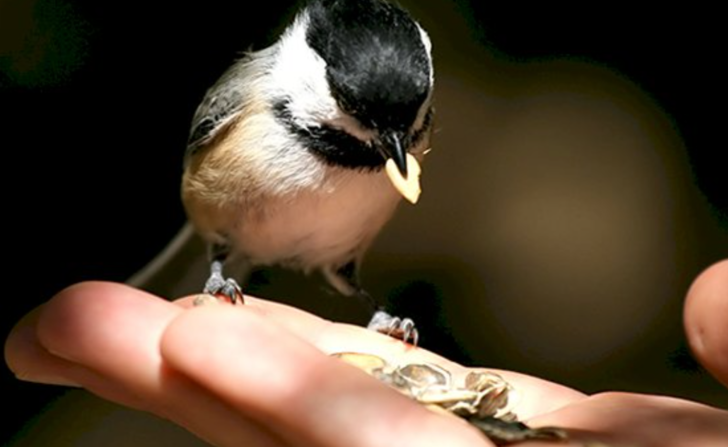 "İYİLEŞTİRİCİ VE OLUMLU DUYGULARI GÜÇLENDİRİR"