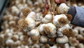 D&uuml;nyanın en iyi sarımsağı belli oldu! T&uuml;rkiye'den 2 &ccedil;eşit listede