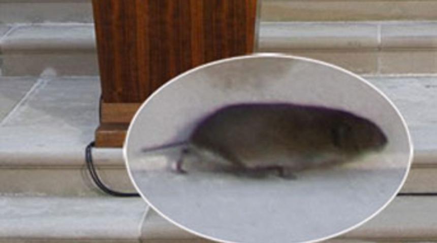 Dikkat! Beyaz Saray'da fare var