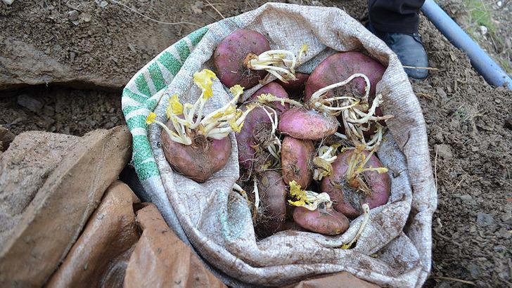 Lokman Hekim'in tavsiyesi! 'Yılda en az 1 kez yiyin ya da tarlasının yanından geçin' Mucize yiyecek! Kansere karşı, gribe birebir, kilo vermeye yardımcı G1