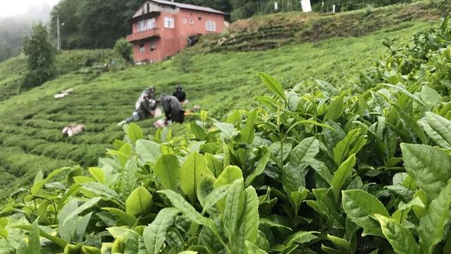 Rize çay ihracatından 10,2 milyon dolar kazandı