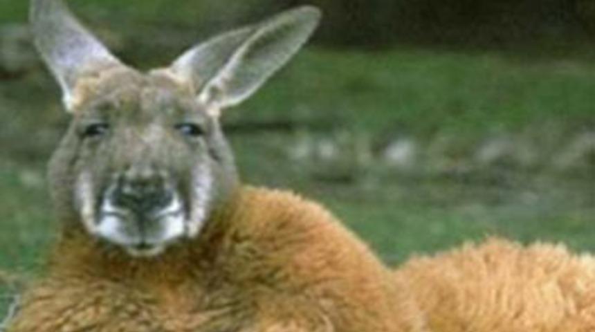 Kasabanın kadınlarını canından bezdirdi