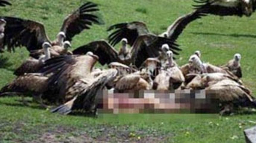 &Ouml;l&uuml;lerini akbabalara yediriyorlar!