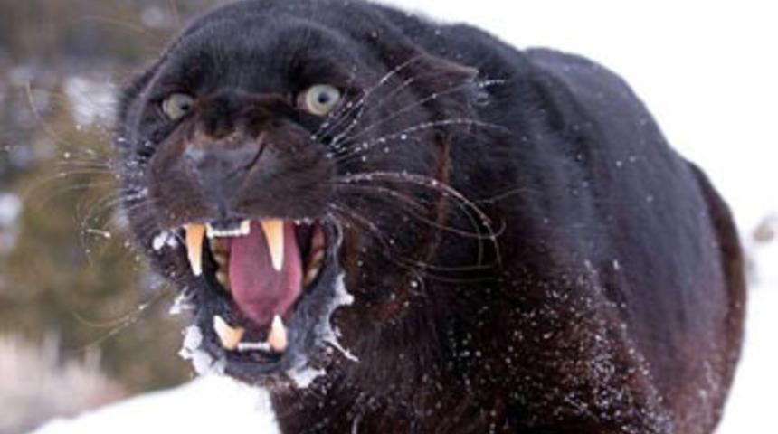 Bu fotoğraflara bakmak cesaret ister