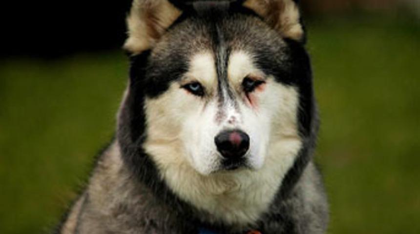 Annesi sigara i&ccedil;erken k&ouml;pek par&ccedil;aladı