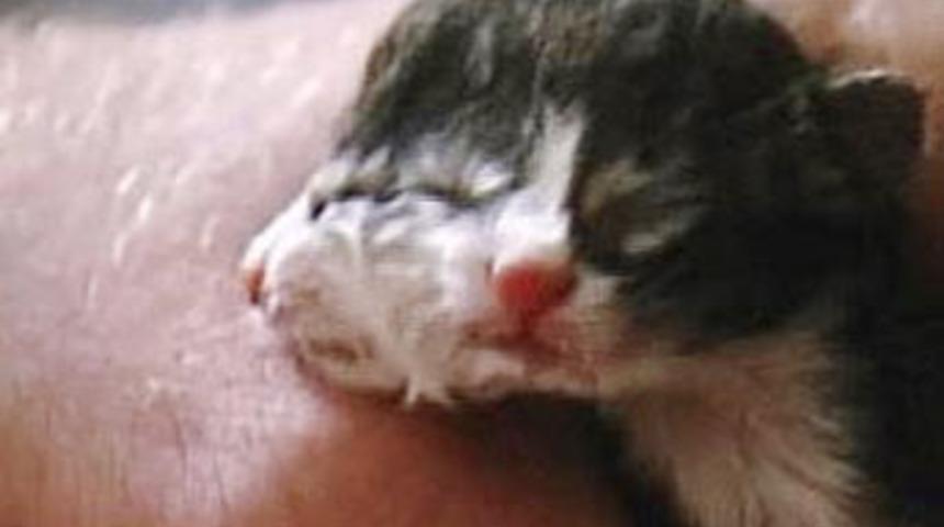 İşte iki başlı kedi