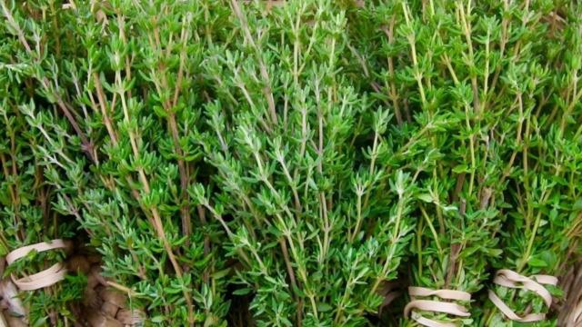 Limon ve sarımsaktan 30 kat daha güçlü! Dünyadaki en etkili doğal antibiyotik olarak biliniyor