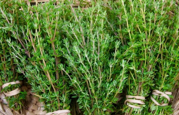 Dünyanın en etkili doğal antibiyotiği: Limon ve sarımsaktan 30 kat daha güçlü! Faydasını duyan evinden eksik etmiyor G2