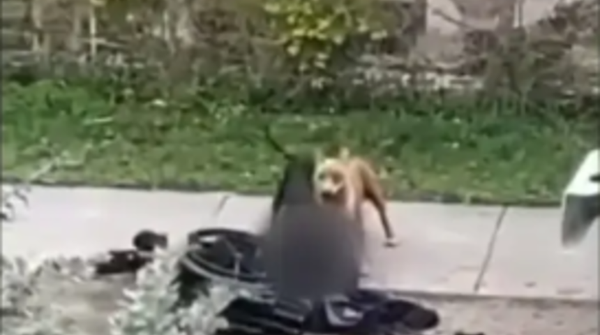 Korkunç görüntüler! Köpekler tekerlekli sandalyedeki adama saldırdı... Canlı canlı etlerini böyle koparttı